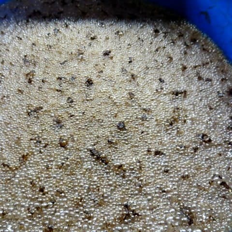 mash boiling