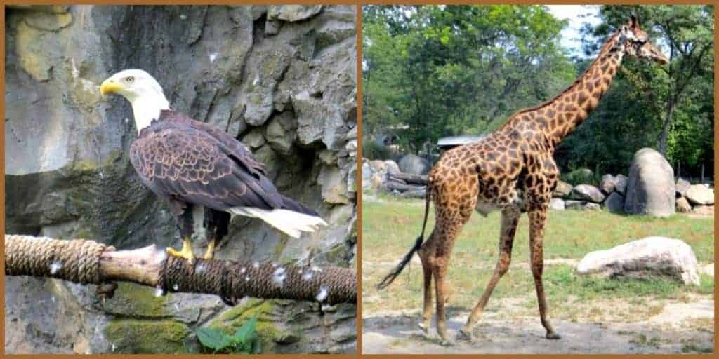 animal collage