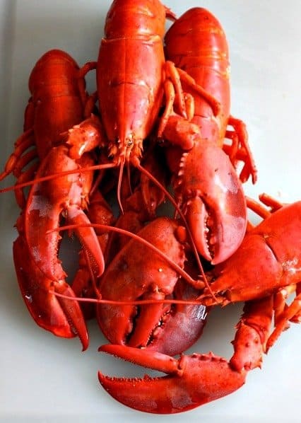 steamed lobster