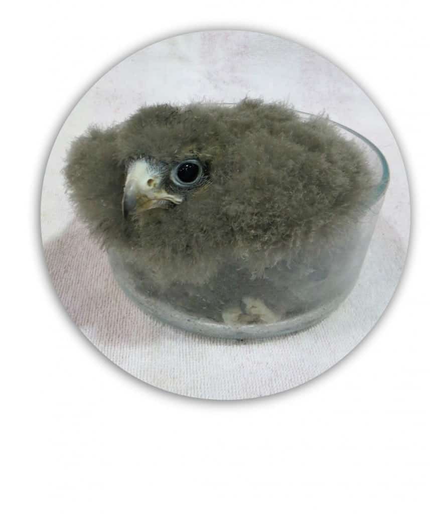 baby-falcon