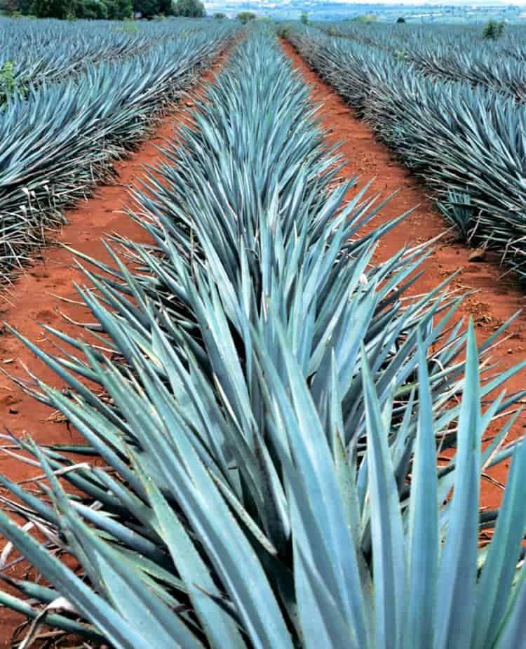 don-julio-agave-plants