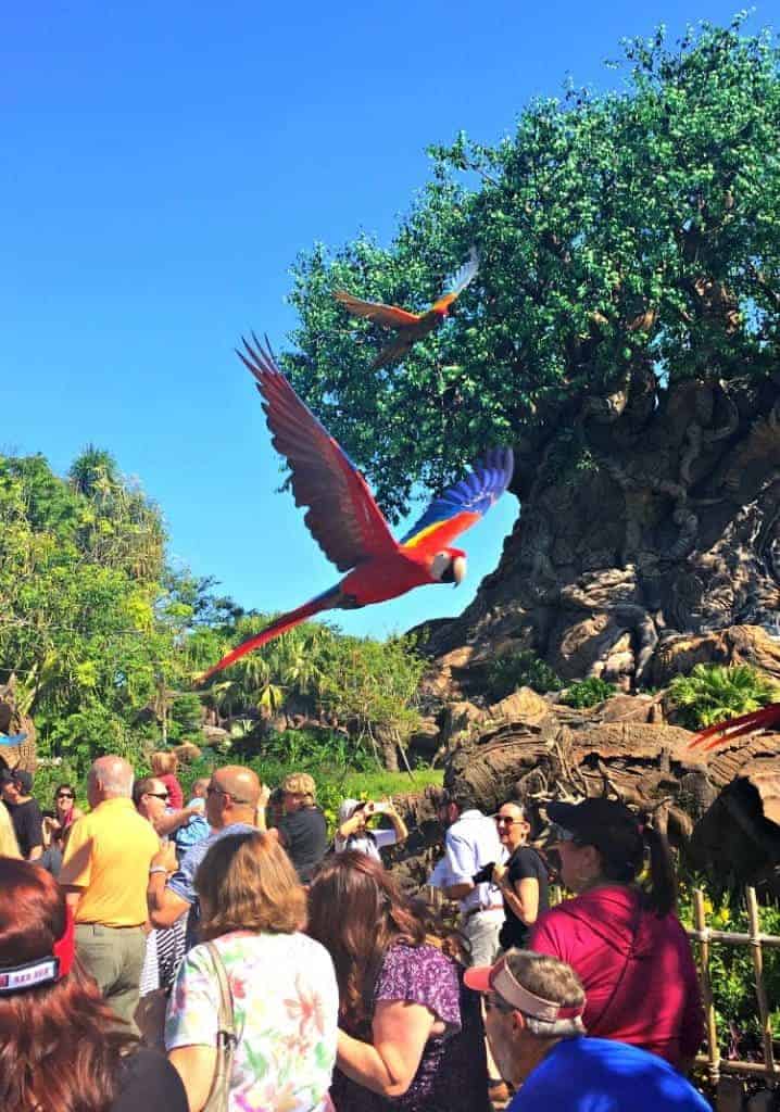 parrots-animal-kingdom