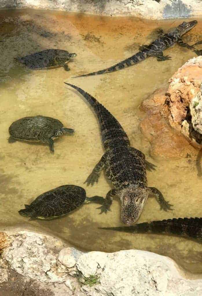 gators in pond