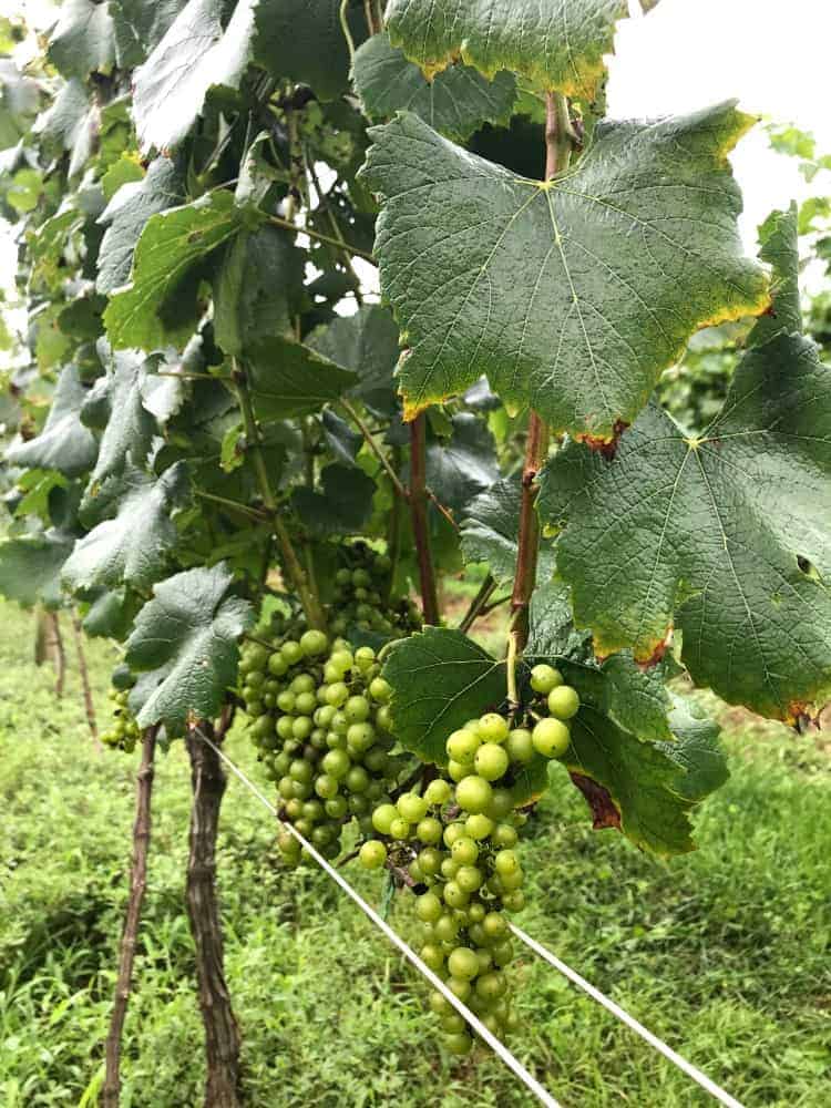 grapes in vineyard